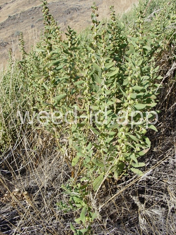 sumpweed, poverty
